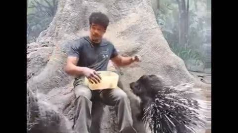 Feeding Some Very Large Porcupines