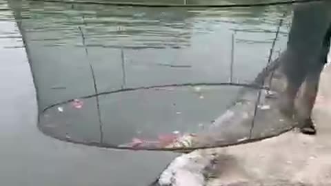 HUGE Fish Trap Catches MONSTER Fish in the River!