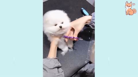 Viral Cute Puppy Dog