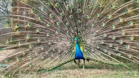 Watch a Peacock dancing beautifully