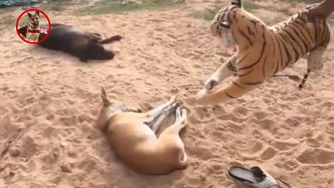 fake Lion and Fake Tiger Prank To dogs