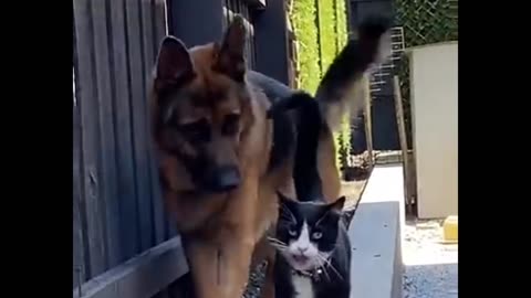 Dog disapproved by cat that follows him 😂🐶🐈