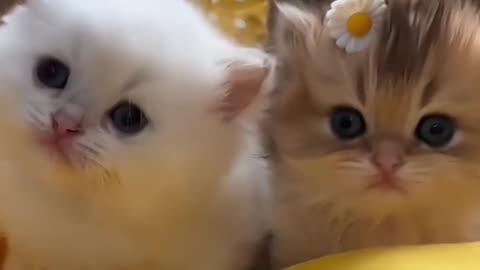 Cute cate funny video