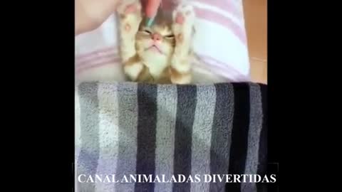 Video Divertido de Perros y Gatos