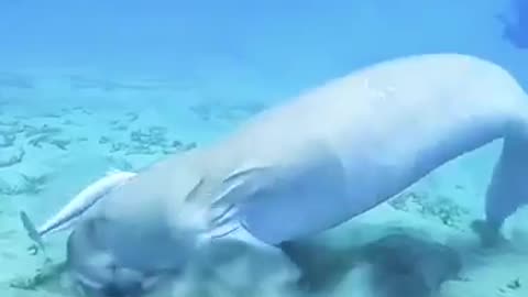 The Cute & Friendly Sea Cow 🦭 #shorts #facts #viral @FactMindBangla @shihoronshorts