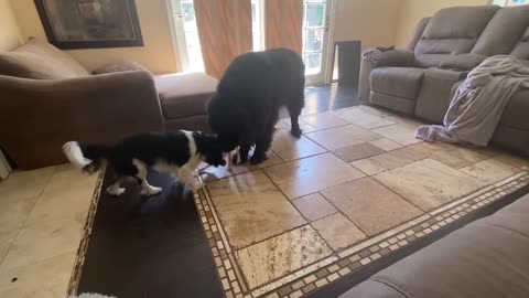 dog Newfoundland and Cavalier show off their daily routine dog