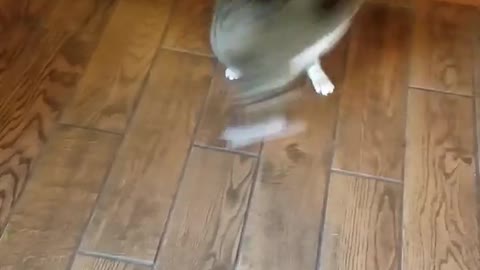 Grey and black striped cat chasing tail in kitchen child laughing in background