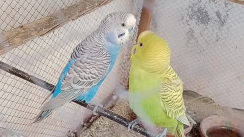 Small parrots