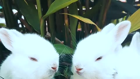 Cute rabbit are eating grass