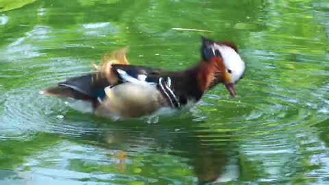 Beautiful duck drinking water in the lake