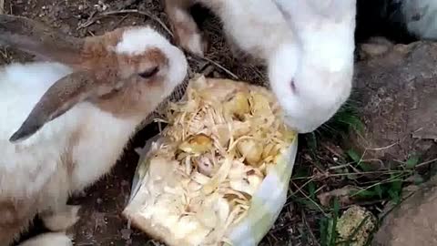 Cute Rabbits are eating