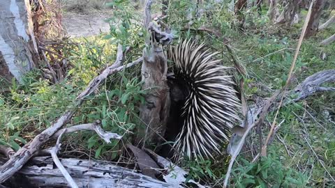 Echidna Close Encounter