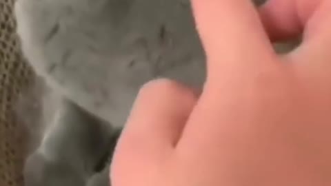 cat taken finger in mouth