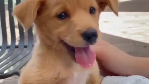 Cute pup a smile