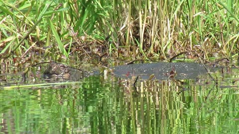 Huge Snapping Turtle Hunting Ducklings And Geese