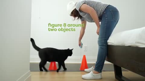 30 tricks to teach your cat