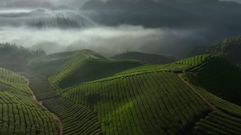 Every morning, listening to the chirping of birds and seeing the big tea garden makes me feel good