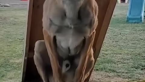 Belgian Shepherds acrobats dogs James Bond's