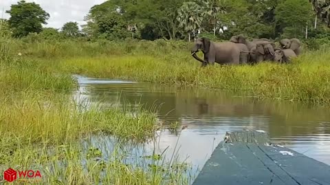 Amazing elephant saves baby elephant from a crocodile!!!