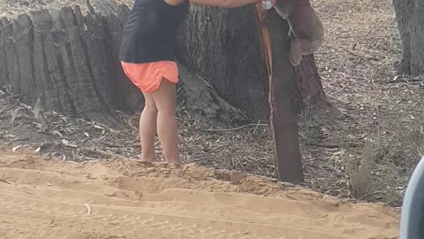 Helping to Keep a Koala Cool