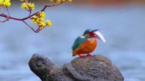 Kingfisher stands on the turtle stone to catch fish #shorts #shortvideo #video #virals #videoviral