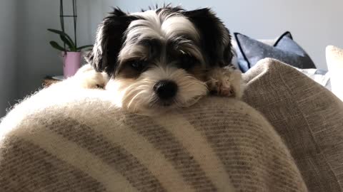 Adorably Cute Dog Unimpressed by Crying Baby Interrupting Nap-time