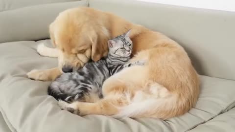 From Kitten To Mom: Unbreakable Friendship With Golden Retriever