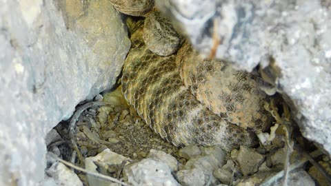 Tiger Rattlesnake (Crotalus tigris) another look