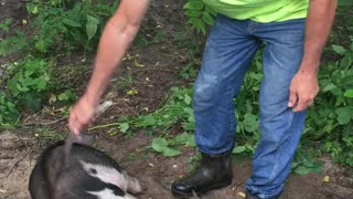 Pig Loves Belly Rubs