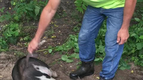 Pig Loves Belly Rubs