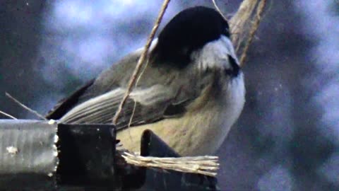 Chickadee