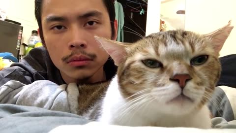 Cat vibing with the owner in drake song. #viral #funny #cats