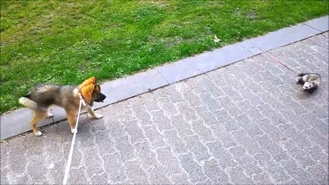 Ferrets playing with dog - Dog meets ferrets for the first time!