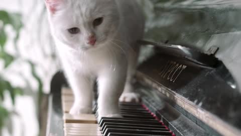 A Cat and the Piano Keyboard