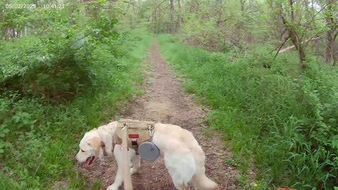 Wilderness Park Trail 1