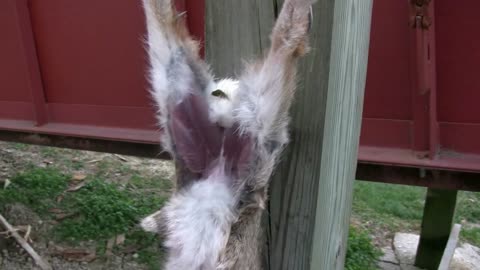 Rabbit being Skinned