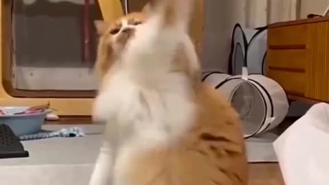 RANDOM CATS FUNNY VIDEOS 🤣😹😹