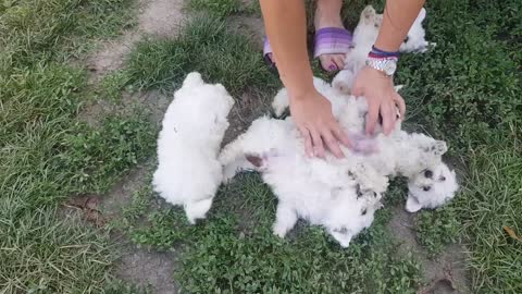 Bichon frise puppie's from cuddling to jelaous fight