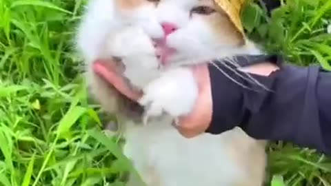 Funny cat dance