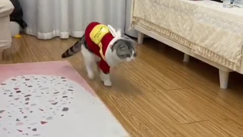 sweet funny cat