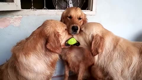 Golden Retrievers Tennis Ball Tug-Of-War