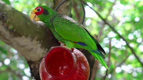 Parrot macaw feather nature