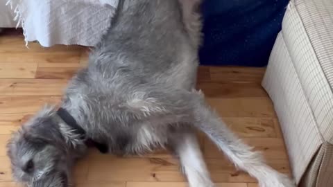 Irish Wolfhound Slides Off Couch