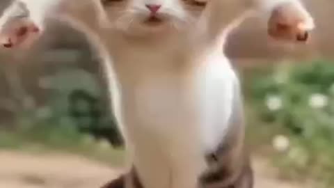 Funy cat 😺 superb dance