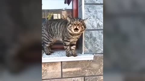 Funny Cats talking🤣😂 these cats can speak english better than hooman🐱🐱