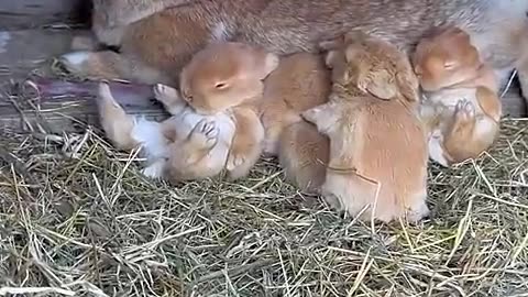 Little rabbit snuggles next to mother and sleeps. Cute pet rabbit. Little cute pet in the countrysi