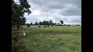 Southeast Texas Backyard Wildlife Garden 75 Storm