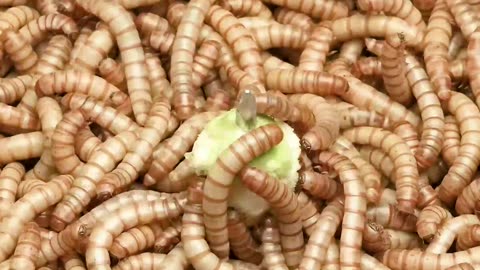 Timelapse 50 000 Mealworms vs A Brussel Sprout