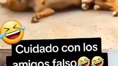 Cuidado con los amigos falsos