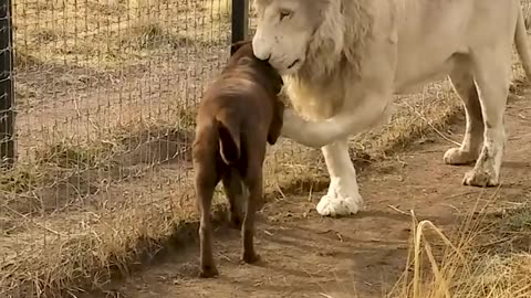 Lion and dog friendship